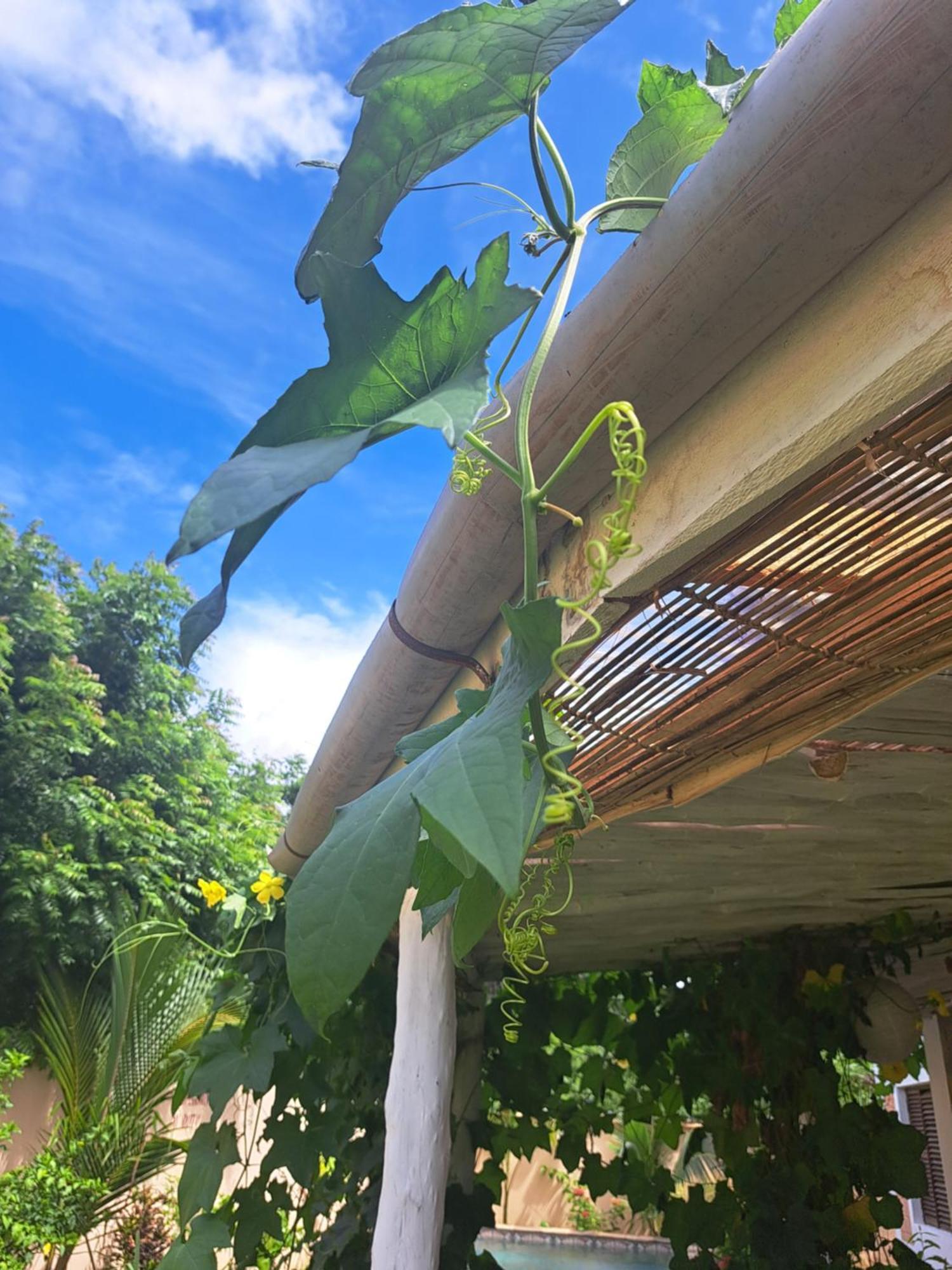 לינה וארוחת בוקר אוקונדה Diani Yoga Barn מראה חיצוני תמונה